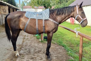 Derka Equilibrium Massage Pad na koniu