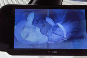 Dwa konie w przyczepie w transporcie