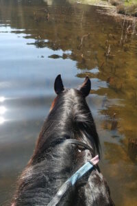 Koń w jeziorze Trójmiasto