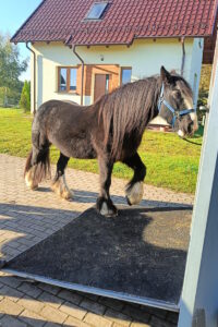 Koń wchodzący do przyczepy Trójmiasto