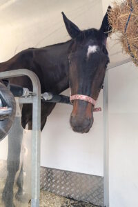 Koń w transporcie Trójmiasto