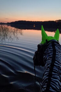 Koń w jeziorze Trójmiasto