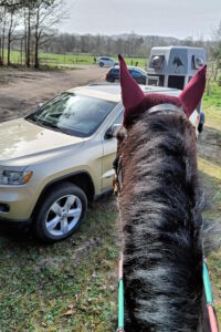 Koń stojący przed samochodem z przyczepą do przewozu koni Trójmiasto