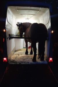 Transport Koni w Trójmieście