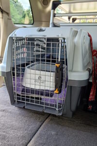 Transporter dla kota Trójmiasto