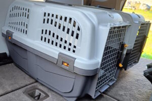 Transporter dla kota Trójmiasto