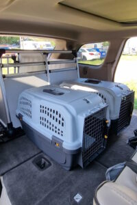 Transportery dla kotów Trójmiasto