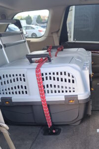 Transportery dla kotów Trójmiasto