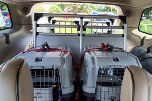 Transportery dla psów i kotów Trójmiasto