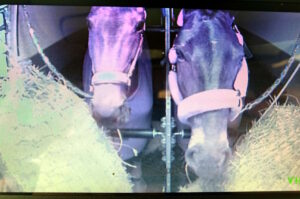 Dwa konie w przyczepie transport koni Trójmiasto