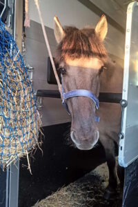 Koń w przyczepie Ifor Williams Transport Koni