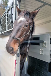 Koń w przyczepie Transport Koni