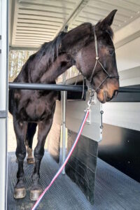 Koń w przyczepie Transport Koni Trójmiasto